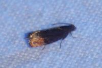 Pammene rhediella