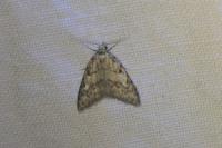 Nola cicatricalis