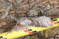 Calliteara pudibunda