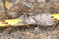 Calliteara pudibunda