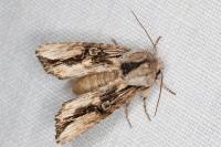 Egira conspicillaris
