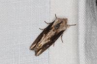 Egira conspicillaris