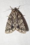 Acronicta rumicis