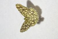 Chiasmia clathrata
