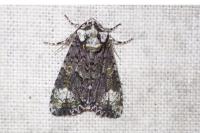 Craniophora ligustri