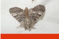 Drymonia ruficornis