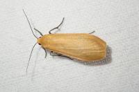 Wittia sororcula