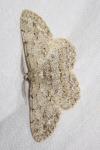 Hypomecis punctinalis