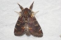 Notodonta dromedarius