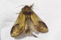 Notodonta ziczac