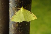 Opisthograptis luteolata