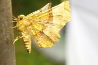 Selenia lunularia