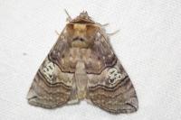 Tethea ocularis