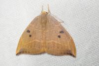 Watsonalla binaria