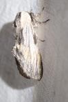 Harpyia milhauseri