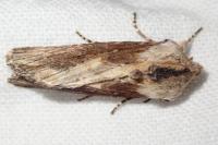 Egira conspicillaris