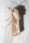 Egira conspicillaris