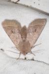 Orthosia cerasi