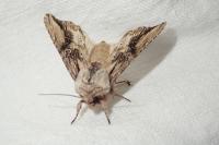 Egira conspicillaris
