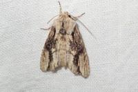 Egira conspicillaris