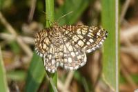 Chiasmia clathrata