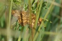 Ematurga atomaria