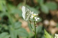 Pieris napi