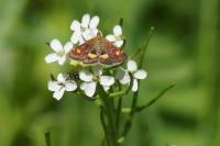 Pyrausta aurata