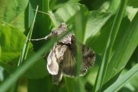 Autographa gamma