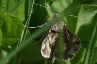 Autographa gamma