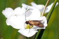Cauchas rufimitrella