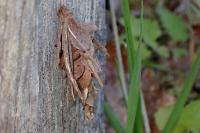 Canephora hirsuta