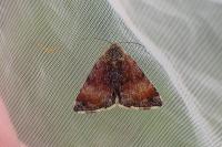 Panemeria tenebrata