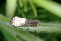 Notocelia cynosbatella
