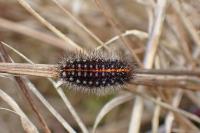 Spiris striata