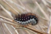 Spiris striata