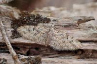 Eupithecia dodoneata
