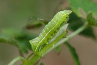 Amphipyra pyramidea