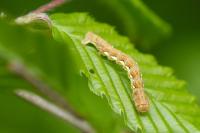 Erannis defoliaria