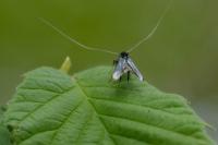 Adela reaumurella