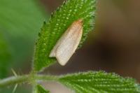 Clepsis unicolorana