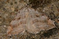 Aplocera efformata