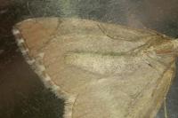 Aplocera efformata