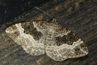 Epirrhoe alternata