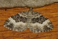Epirrhoe rivata