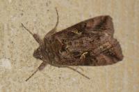 Autographa gamma