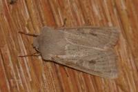 Orthosia gracilis