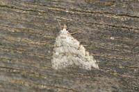Nola cicatricalis