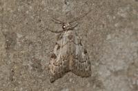 Nola confusalis