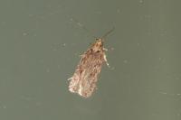 Depressaria daucella